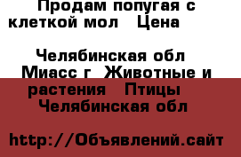 Продам попугая с клеткой мол › Цена ­ 500 - Челябинская обл., Миасс г. Животные и растения » Птицы   . Челябинская обл.